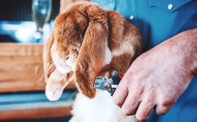 how-to-clip-rabbits-nails-like-a-vet-ultimate-guide