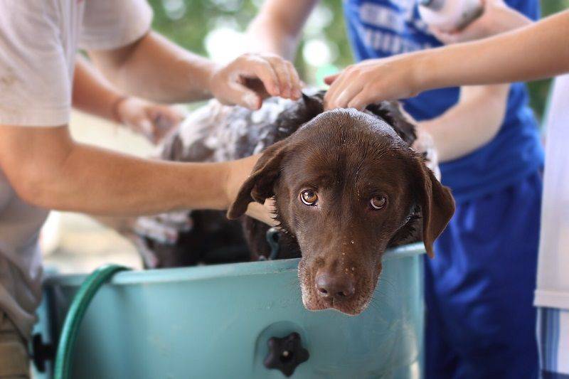 Tips to Prepare Your Dog for Grooming