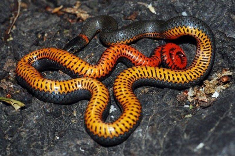 Is a ringneck snake poisonous
