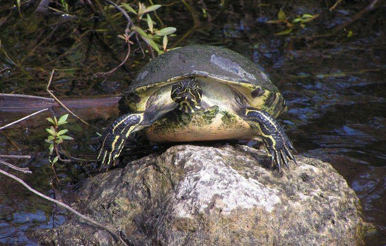 yellow bellied slider male or female