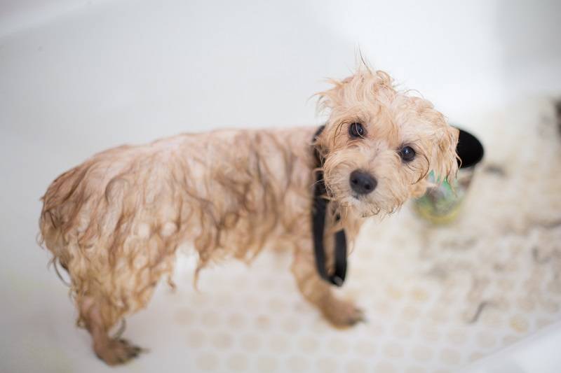 5 Reasons why Grooming Is Vital To Your Dog's Health