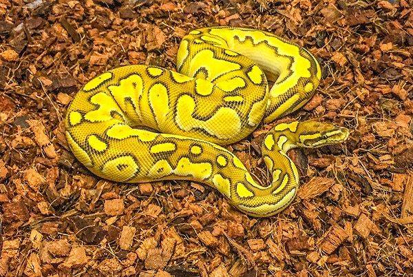 best ball python substrate