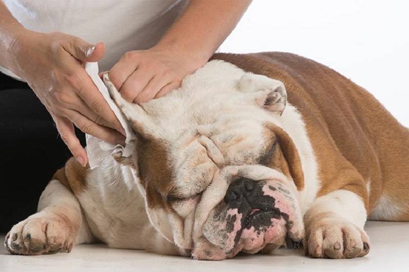 How to Clean Dog Ears With Hydrogen Peroxide