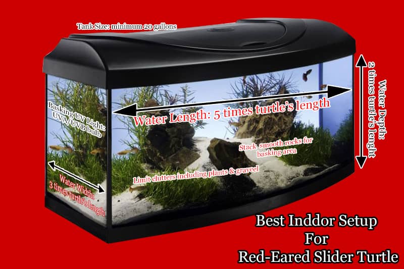 Best Indoor Setup For Red Eared Slider Turtle