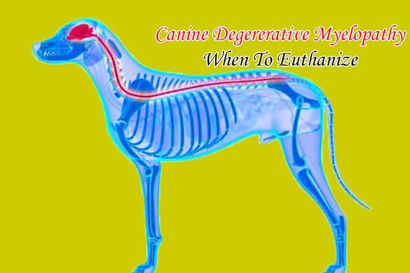 Canine Degenerative Myelopathy When to Euthanize