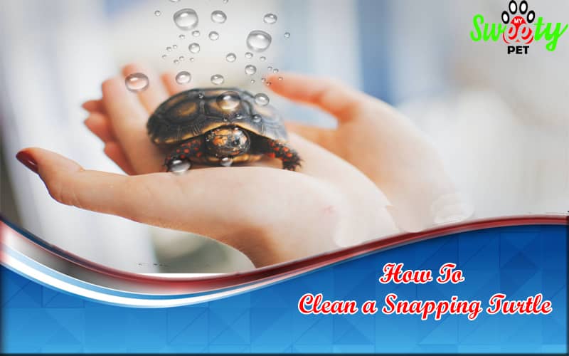 How To Clean a Snapping Turtle