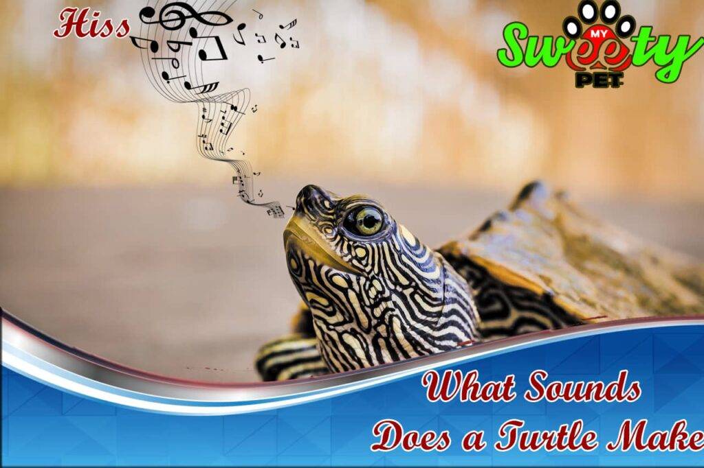 What Sounds Does a Turtle Make