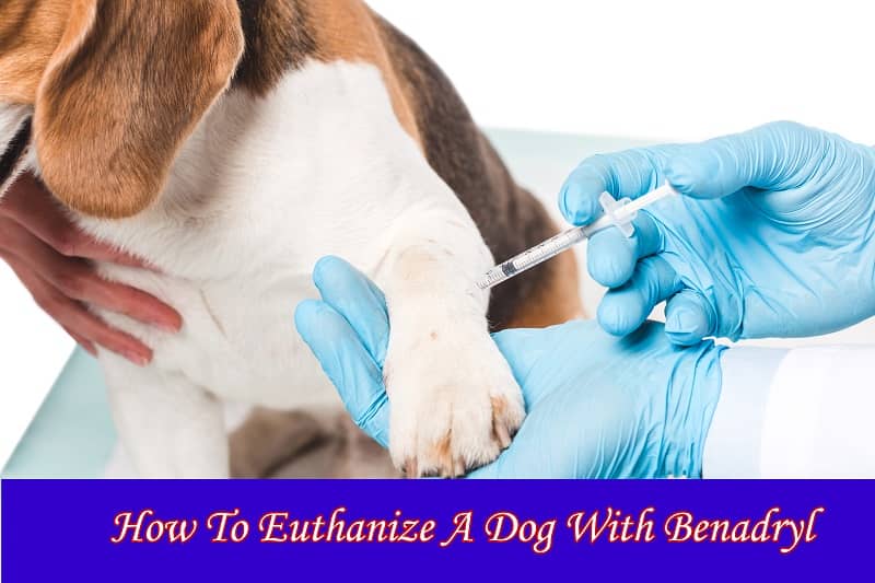 How To Euthanize A Dog With Benadryl