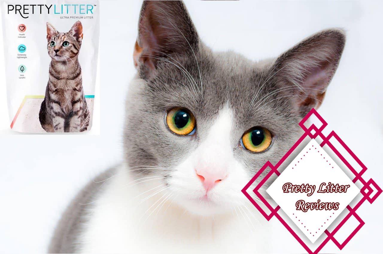 Pretty Litter Reviews All About Pretty Litter Cat 