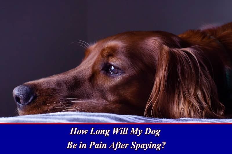 How Long Will My Dog be in Pain After Spaying