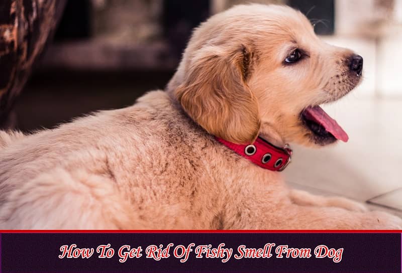 How To Get Rid Of Fishy Smell From Dog