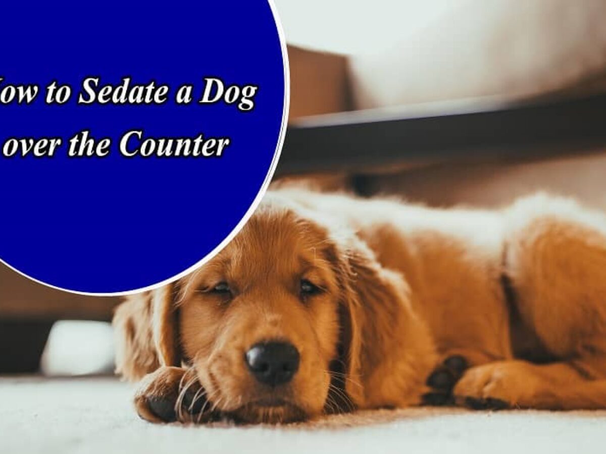 How To Sedate A Dog Over The Counter Sedation Options