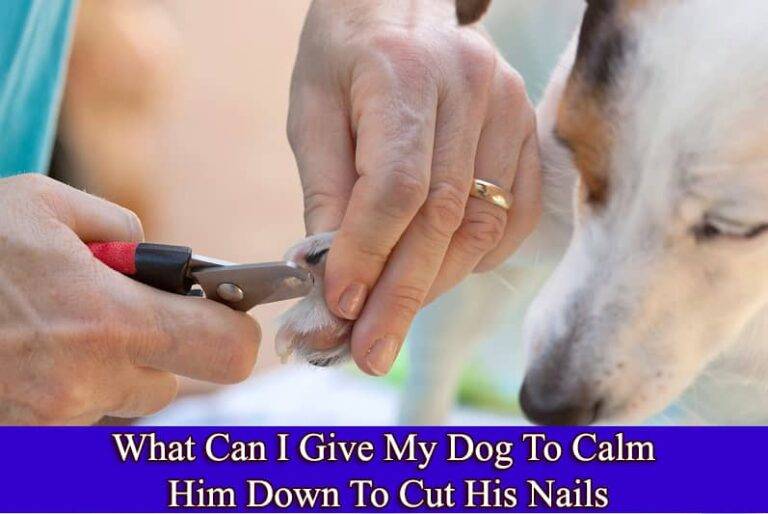 What Can I Give My Dog To Calm Him Down To Cut His Nails?