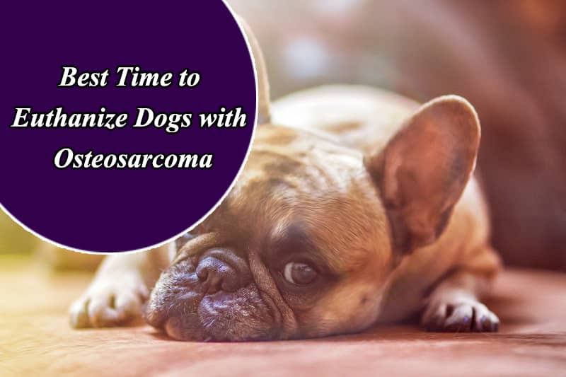 What is the Right Time to Euthanize a Dog with Osteosarcoma