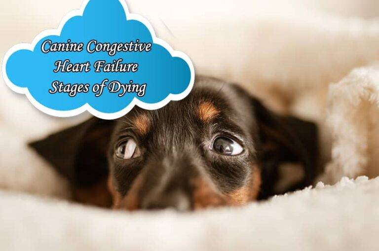 Canine Congestive Heart Failure Stages of Dying: Everything You Need to ...