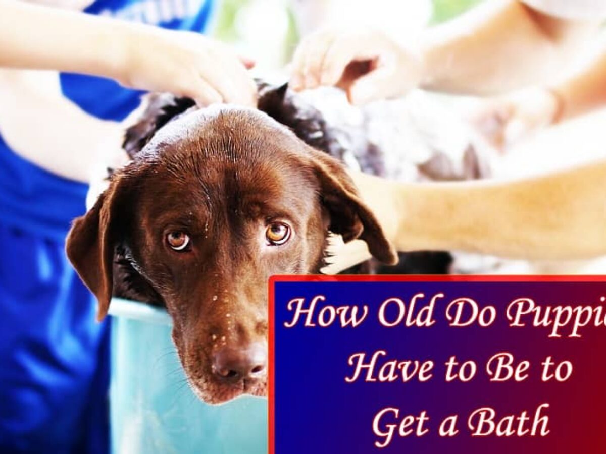 How Old Do Puppies Have to Be to Get a Bath – And How to Bathe Them Safely
