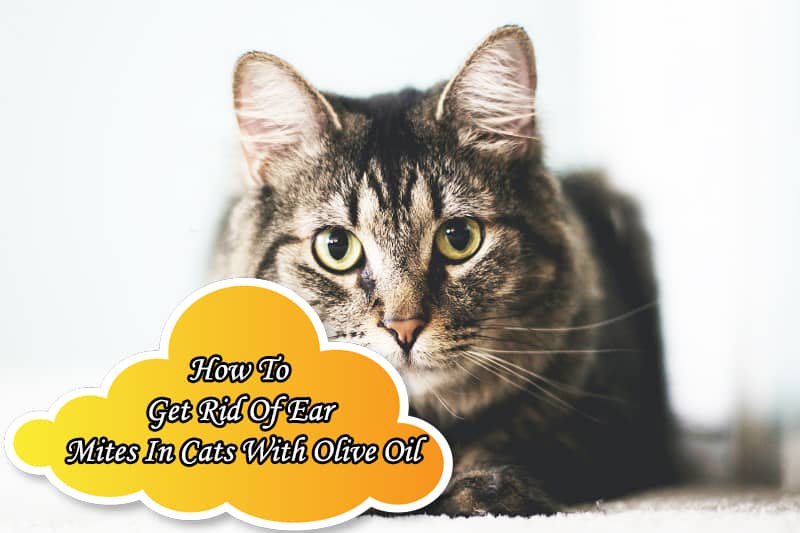 How To Get Rid Of Ear Mites In Cats With Olive Oil