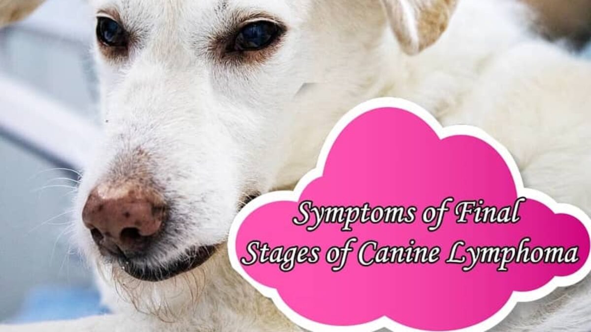 Symptoms Of Final Stages Of Canine Lymphoma What You Have To Look Out For