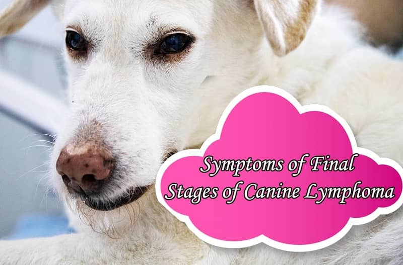 Symptoms Of Final Stages Of Canine Lymphoma What You Have To Look Out For