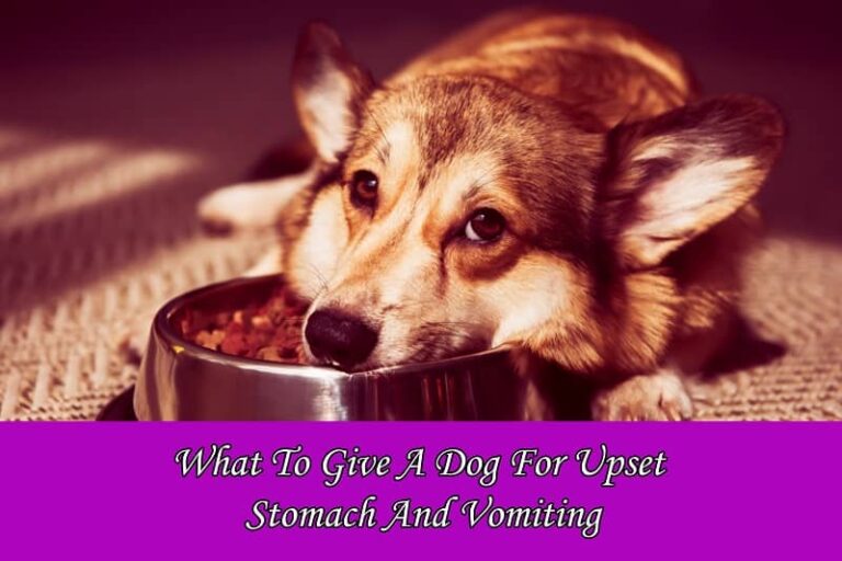 What To Give A Dog For Upset Stomach And Vomiting?