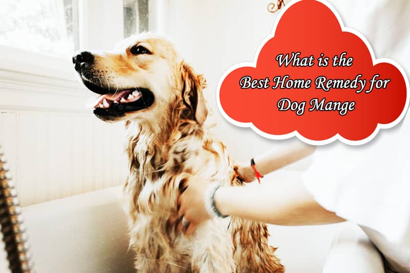 What is the Best Home Remedy for Dog Mange