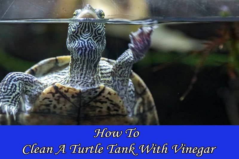 How To Clean A Turtle Tank With Vinegar