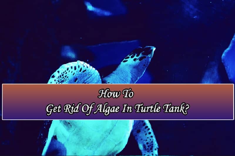 How To Get Rid Of Algae In Turtle Tank