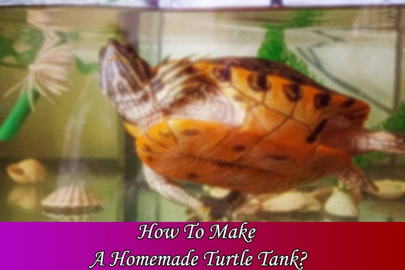 How To Make A Homemade Turtle Tank