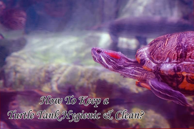 How to Keep a Turtle Tank Clean