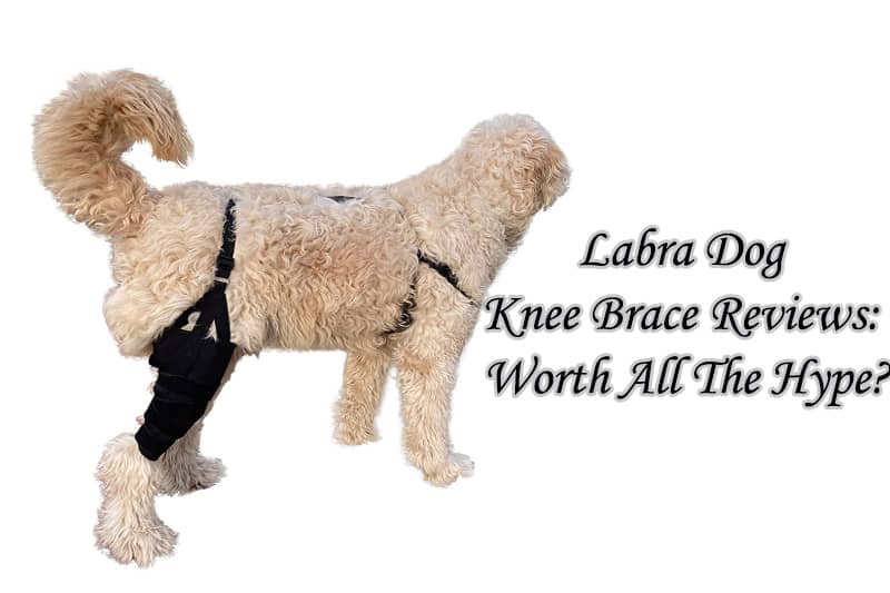 Labra Dog Knee Brace Reviews