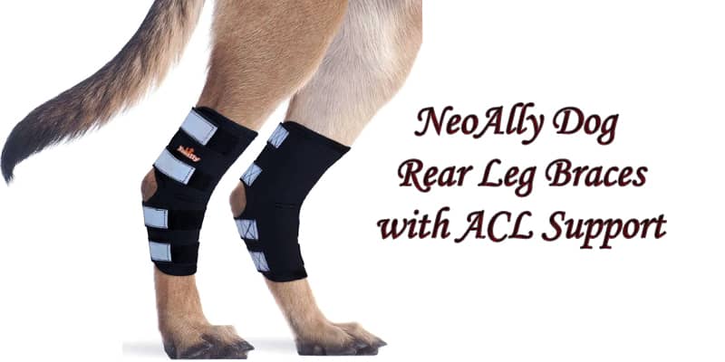 7 Best Dog Knee Brace For Torn ACL 2021 [Reviews & Buyer’s Guide]