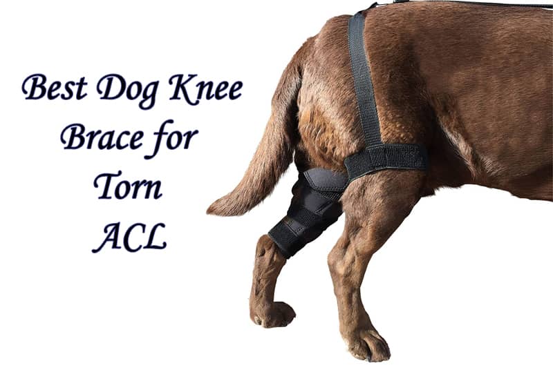Best Dog Knee Brace For Torn ACL