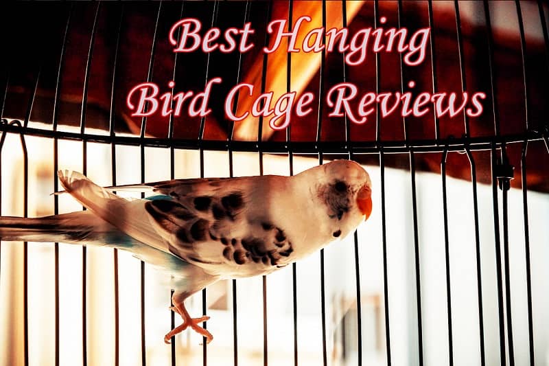 hanging bird cage reviews