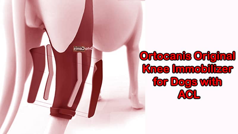 5 Best ACL/CCL Brace For Dogs Reviews 2021 [Our Top Picks]