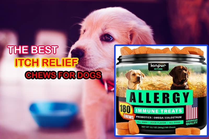 best itch relief chews for dogs