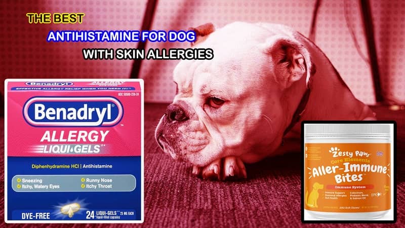best antihistamine for dogs with skin allergies