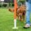 Training Your Canine at Home: What Are Necessary Equipment For Virtual Dog Training Courses?